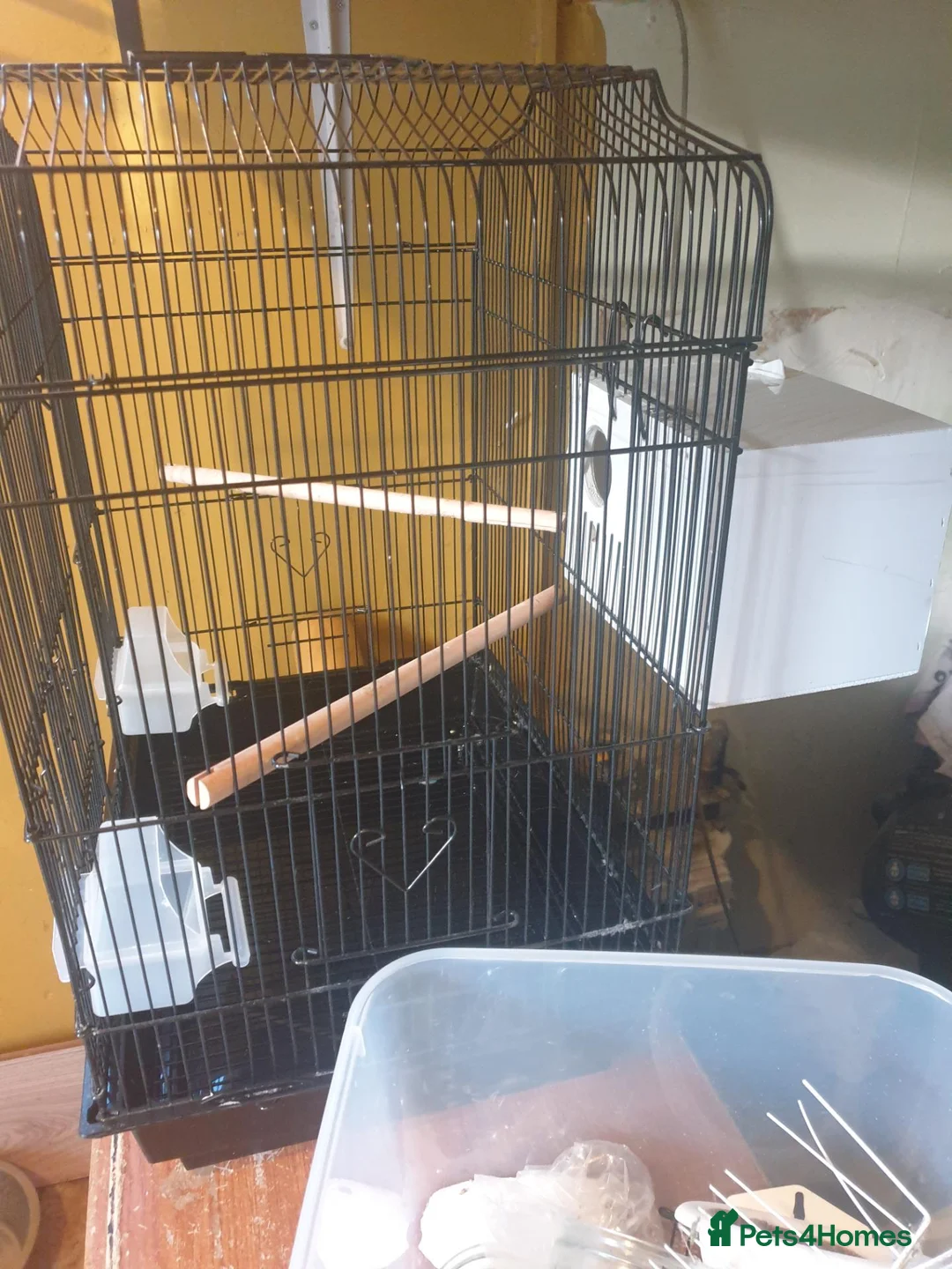 Budgerigars birds for sale: Complete Budgie Breeding Setup – 18-Month-Old Pair in Banbury - Advert 2