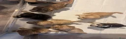Cockapoo dogs for sale: 🌟 OUTSTANDING cockapoo puppies F1B 🌟 - Advert 19