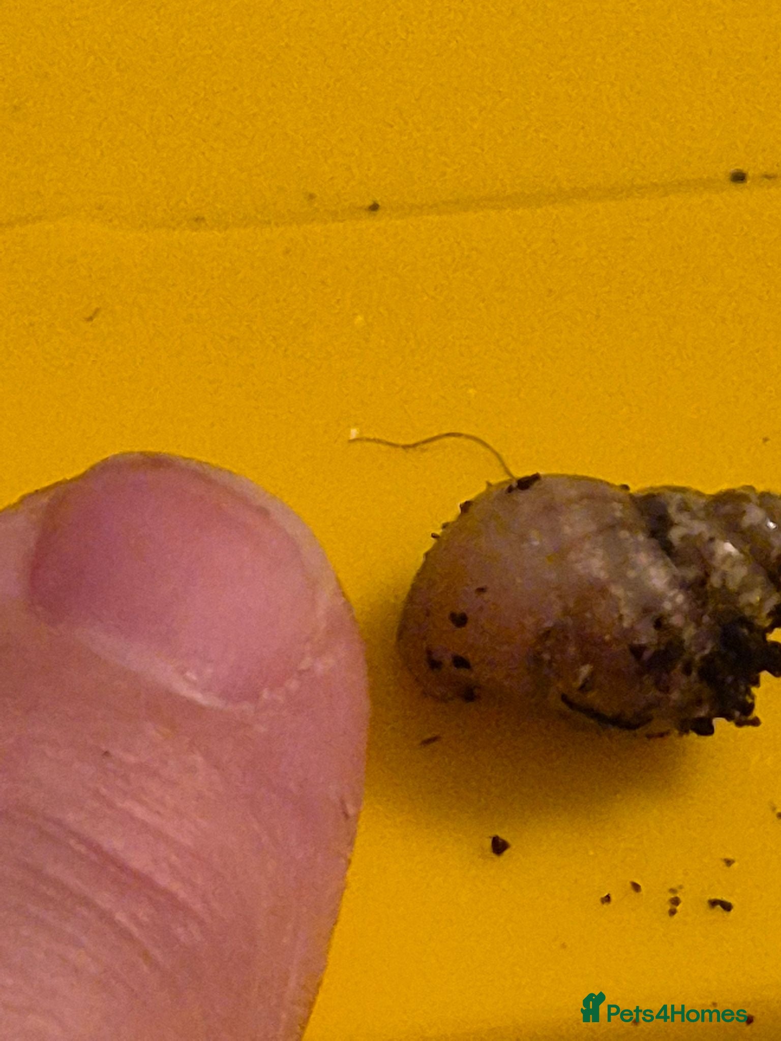 Snails invertebrates Baby Giant African land snail with temp. set up  - Advert 16