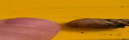 Snails invertebrates for sale: Baby Giant African land snail with temp. set up  - Advert 1