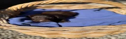 Flat coated Retriever dogs for sale: 1st Class ⭐️⭐️⭐️⭐️⭐️ Licensed - Advert 12