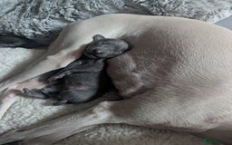 Italian Greyhound dogs for sale: Blue Italian Greyhound Puppies KC reg - Image 3