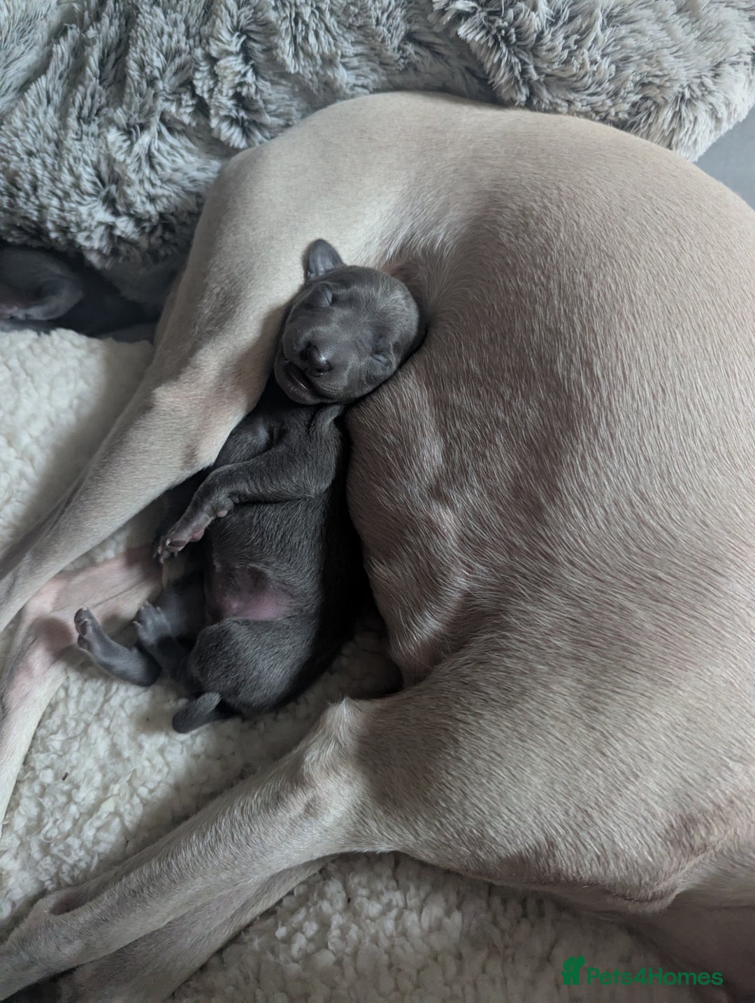 Italian Greyhound dogs for sale: Blue Italian Greyhound Puppies KC reg - Image 3