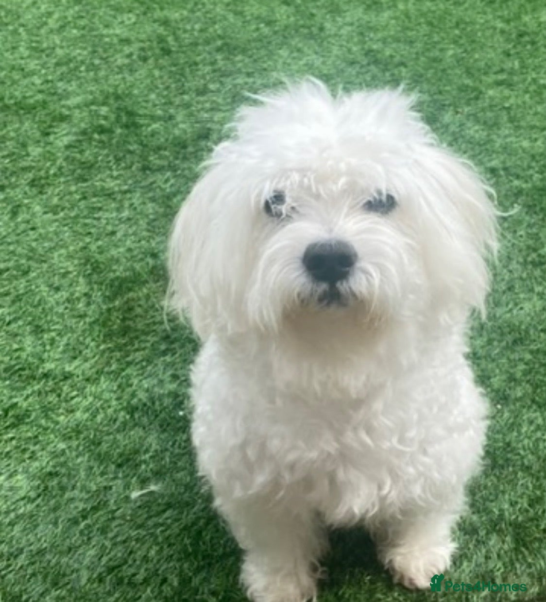 Maltese dogs Maltese Dog For Stud Services - Advert 1