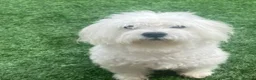 Maltese dogs for stud: Maltese Dog For Stud Services - Advert 1