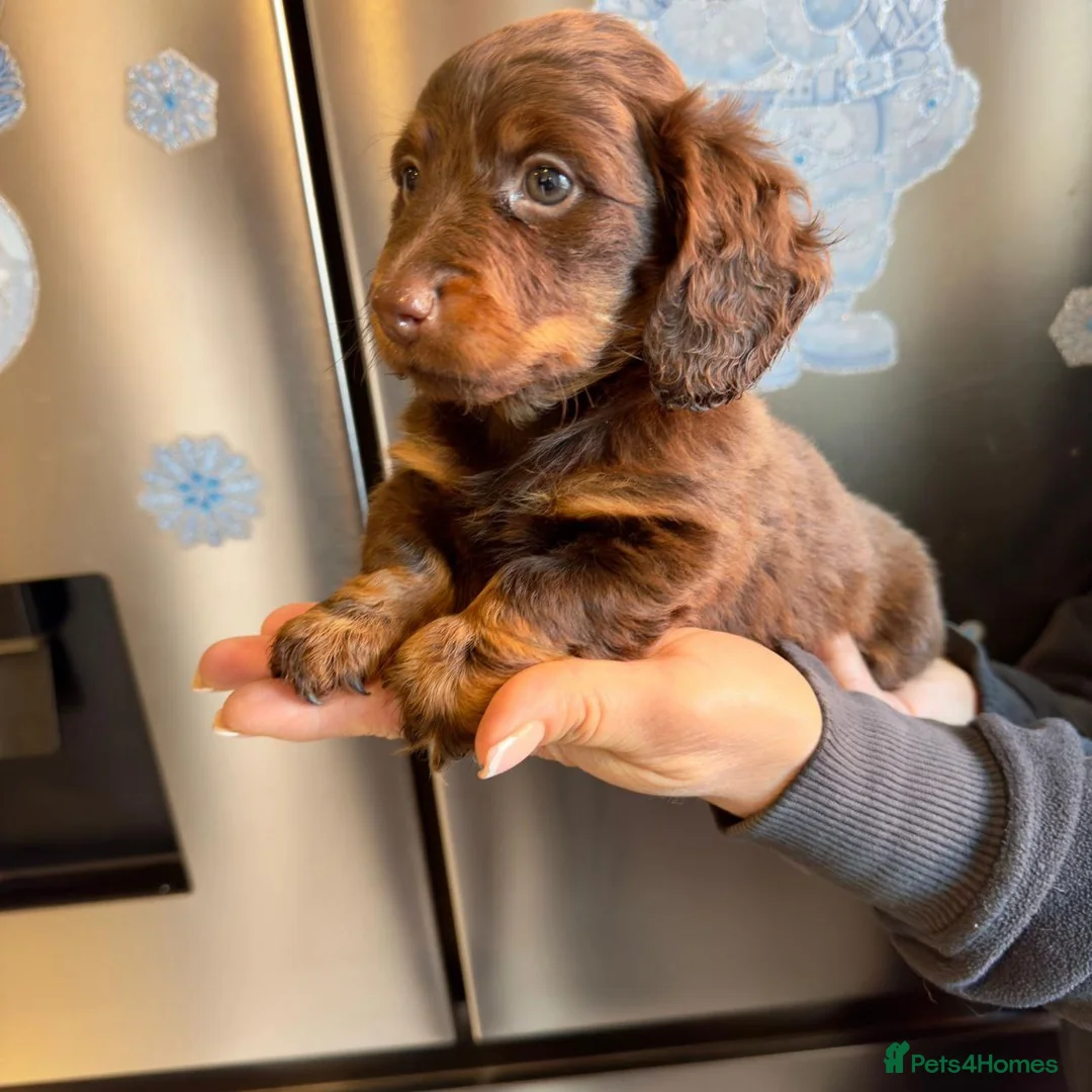 Miniature Dachshund dogs for sale: Miniature Dachshund Litter of 4 Puppies in Peterhead - Advert 5