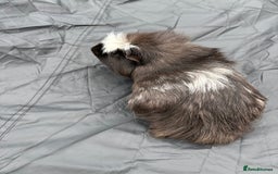 Guinea Pig rodents for sale: 2 male guinea pigs & House  - Image 2