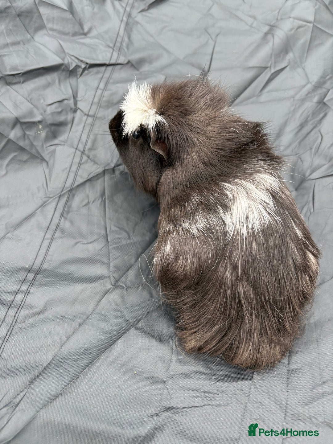 Guinea Pig rodents for sale: 2 male guinea pigs & House  - Image 2