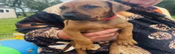 Rhodesian Ridgeback dogs for sale: A Distinctive Ridge, An Unforgettable Companions in Huddersfield - Advert 5