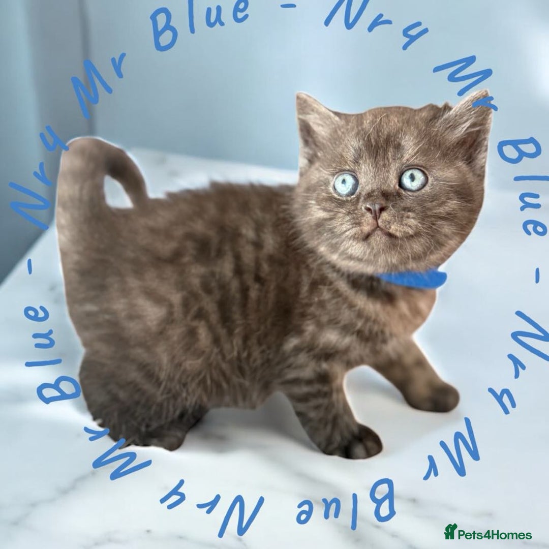 Scottish Fold cats for sale: 5 Full Pedigree Scottish Fold/Straight Kitens - Image 25