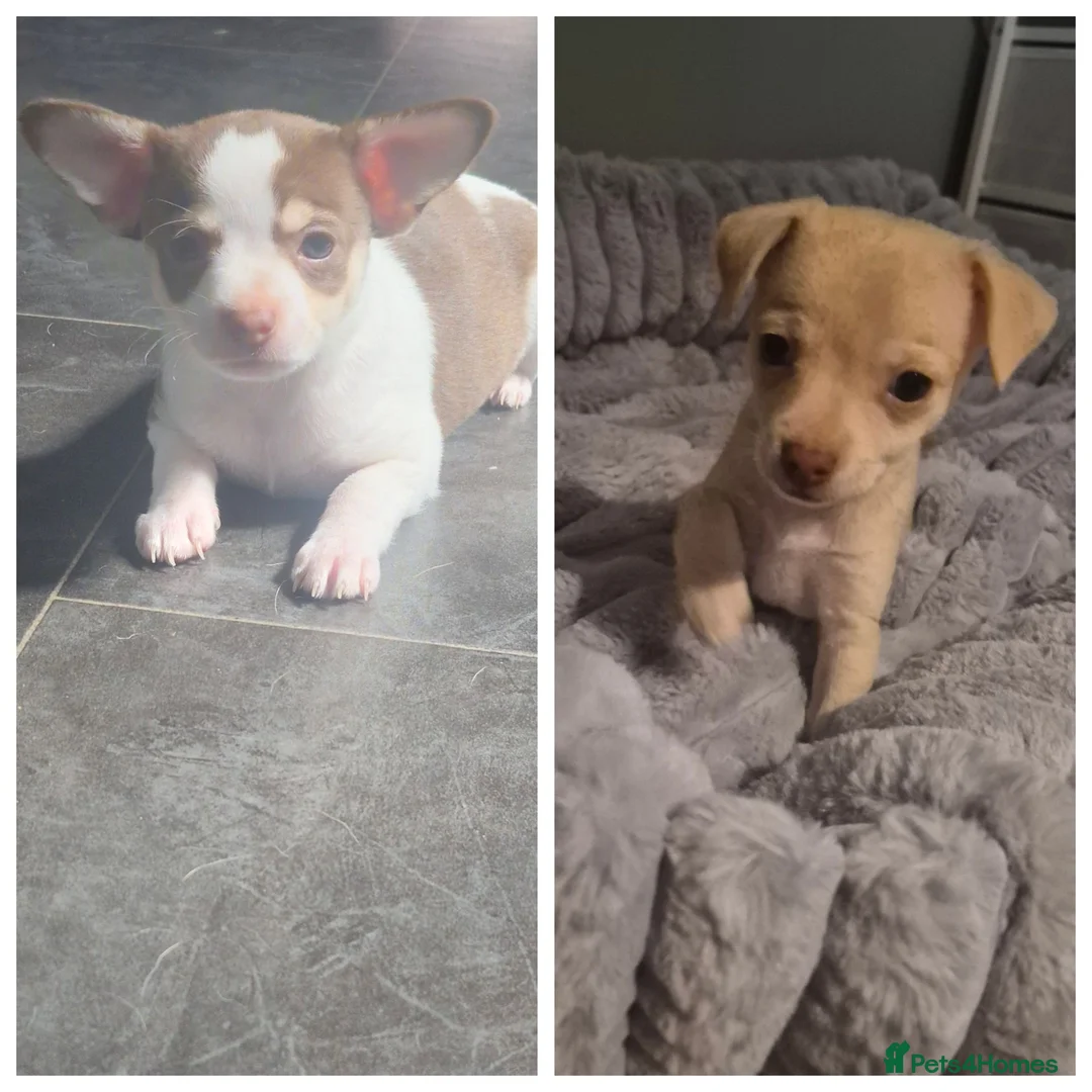 Chihuahua dogs for sale: 2 girl chihuahua left ready 10th August  - Advert 1