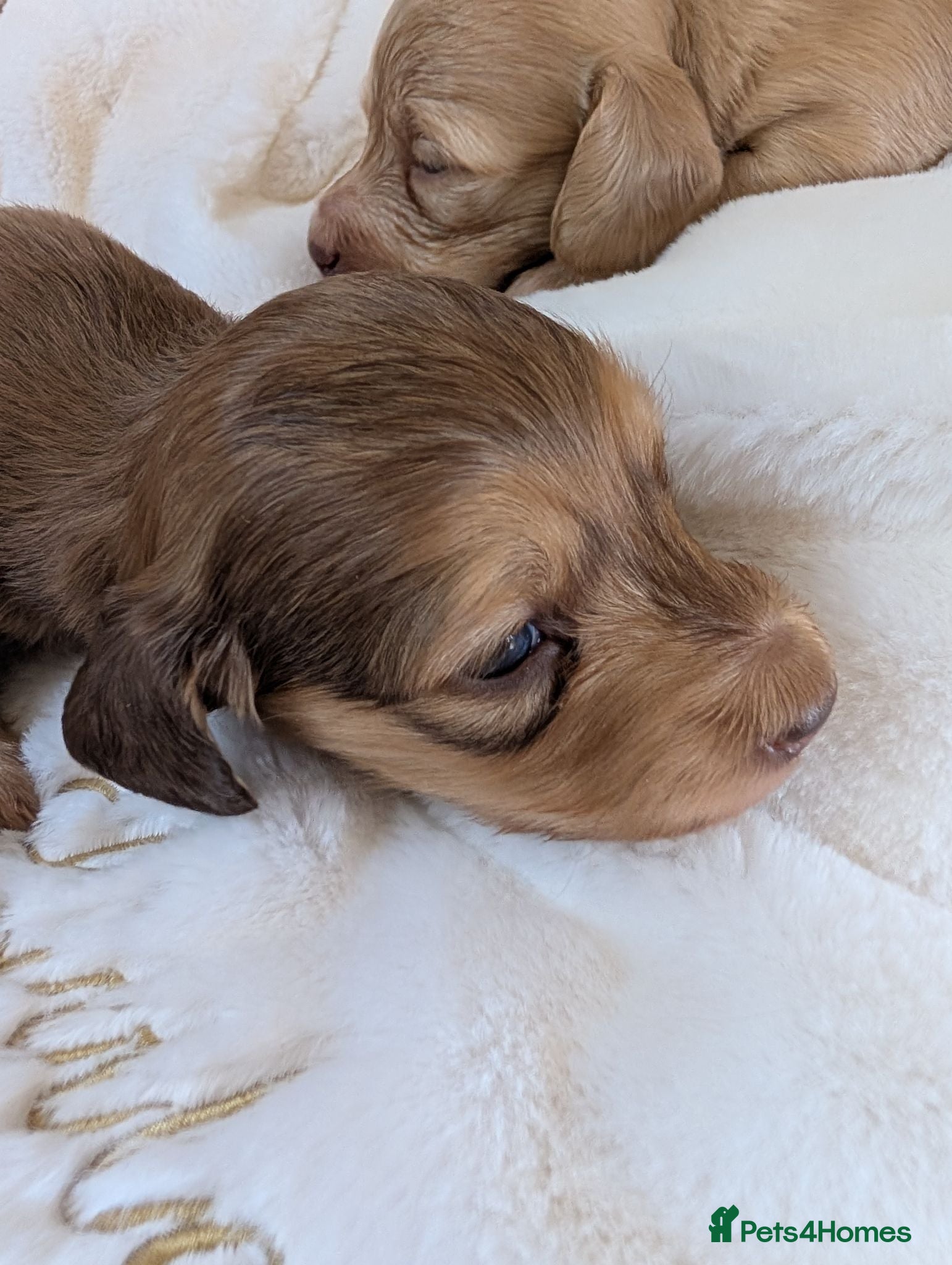 Miniature Dachshund dogs Beautiful boys - Advert 1