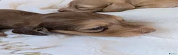 Miniature Dachshund dogs for sale: Beautiful boys - Advert 16