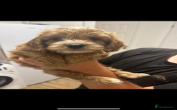 Cockapoo dogs for sale: Cockapoo puppy  - Image 1