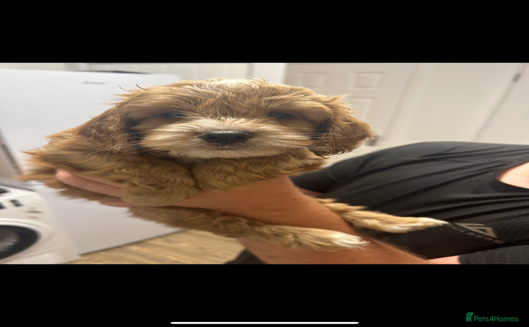 Cockapoo dogs - Advert 9