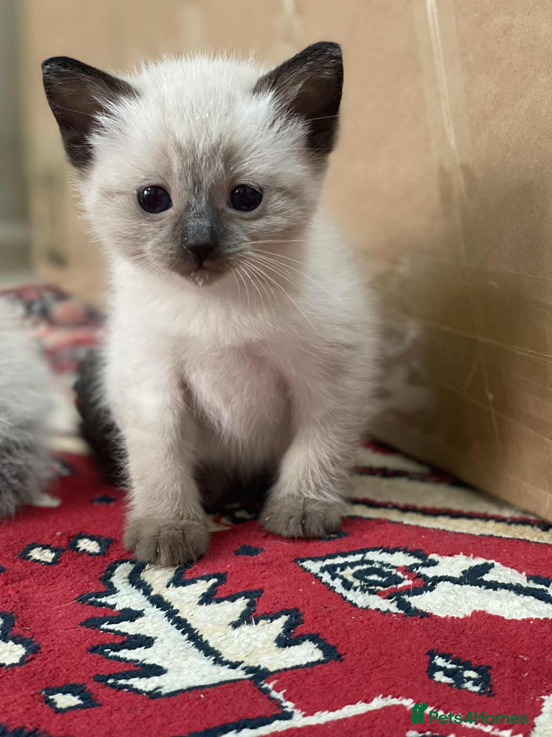 Ragdoll cats for sale: stunning kittens  - Image 4