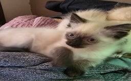 Ragdoll cats for sale:  ragdoll kittens parents gccf registered  - Image 7