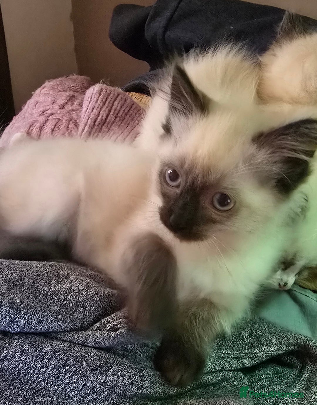 Ragdoll cats for sale:  ragdoll kittens parents gccf registered  - Image 7