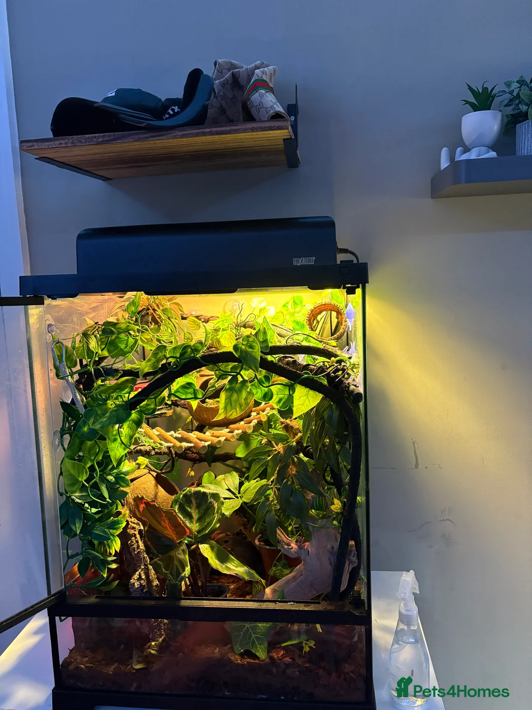 Gecko reptiles for sale: Crested gecko for sale!! - Advert 5