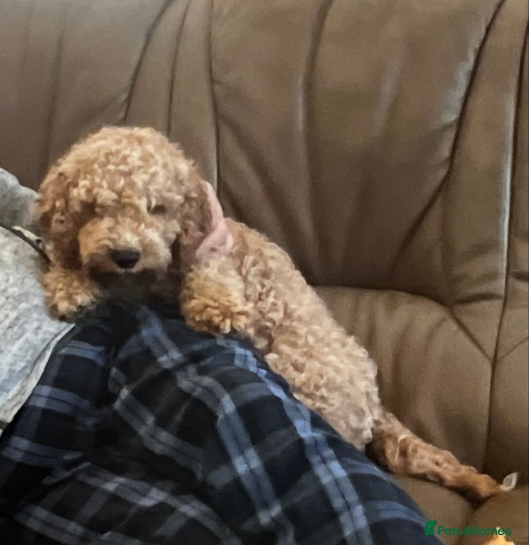 Cockapoo dogs for stud: T2 Cockerpoo for Stud - Advert 8