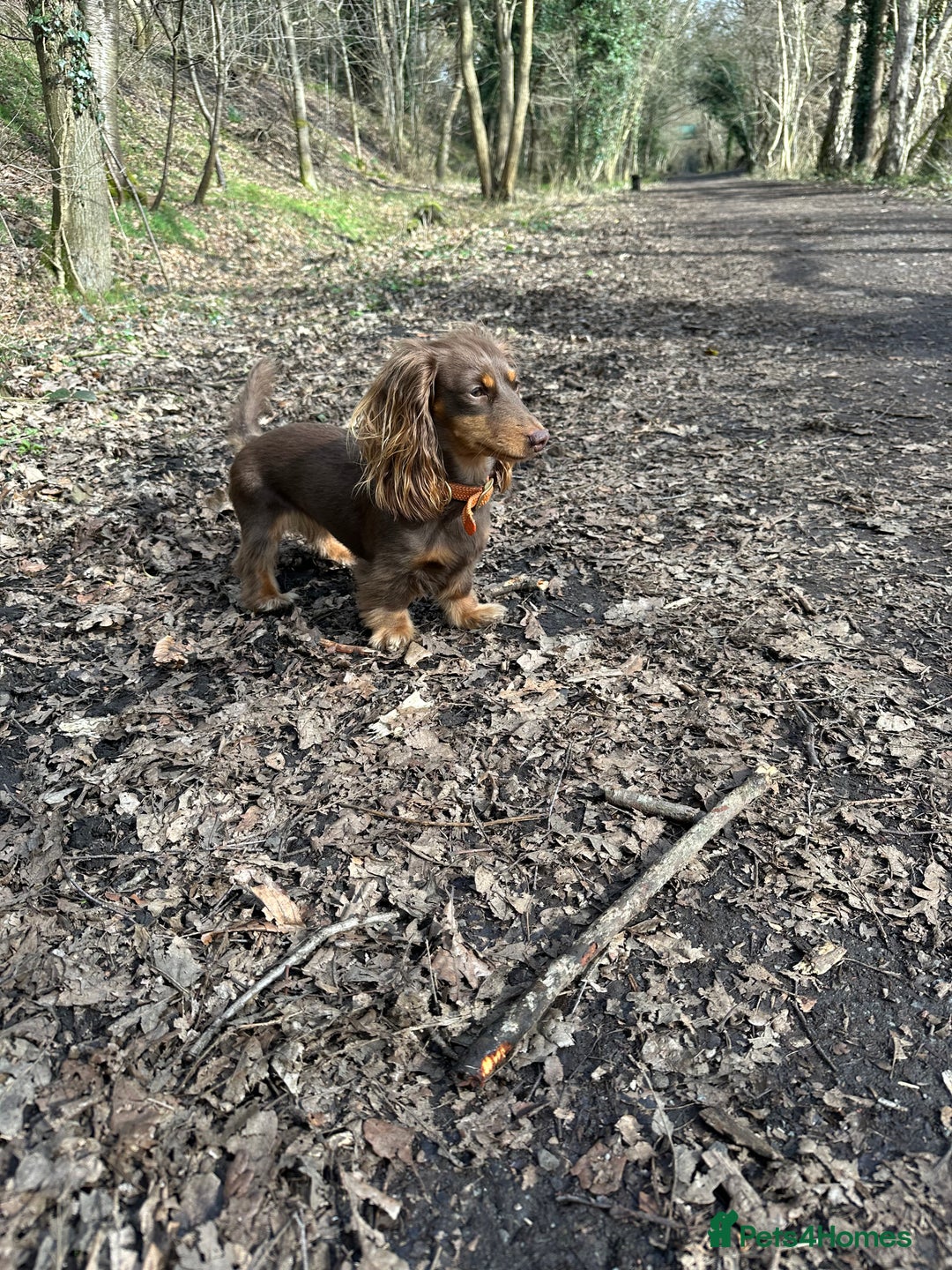 Miniature Dachshund dogs for sale: KC reg Long haired miniature dachshund puppies - Advert 5
