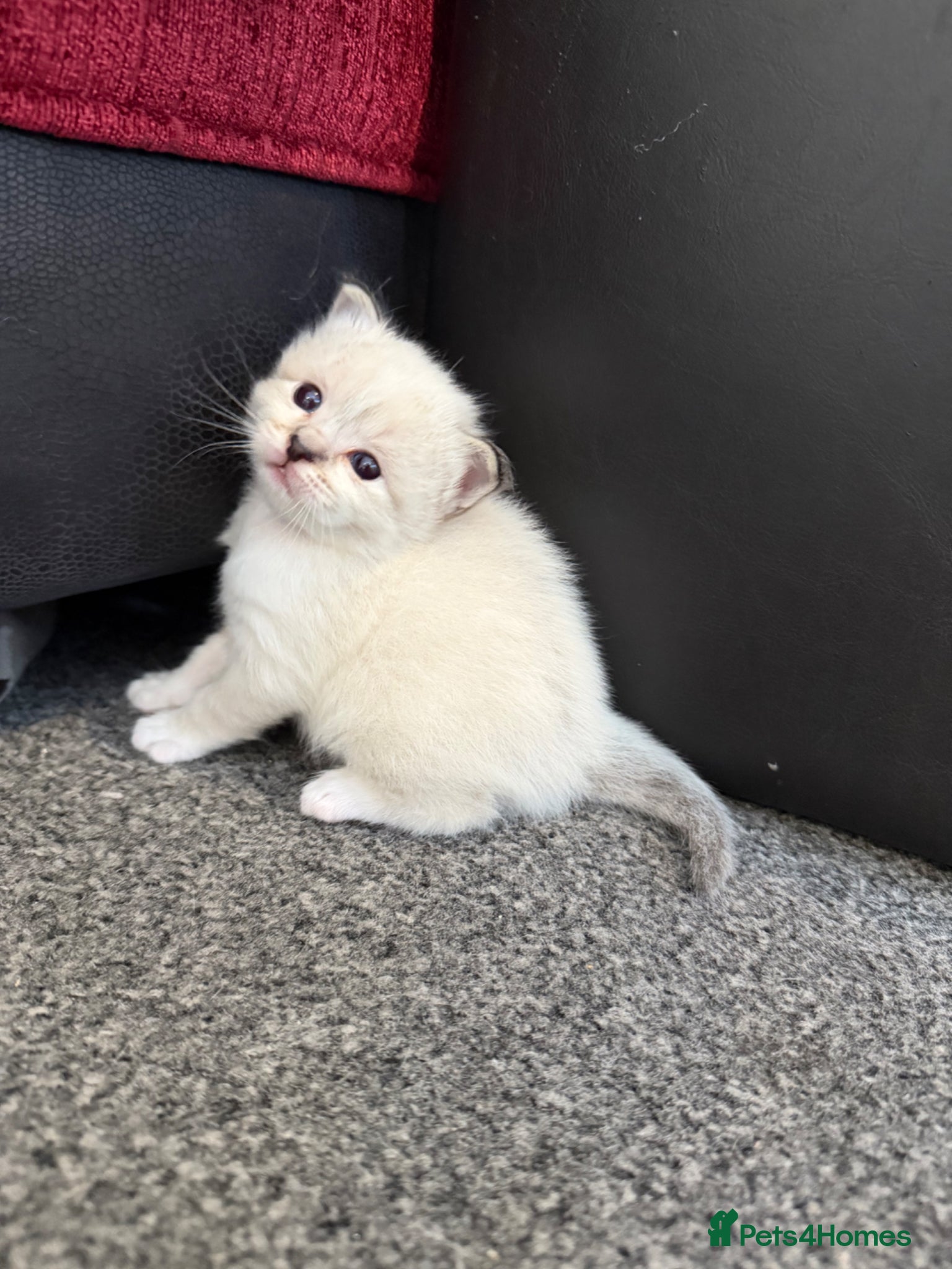 Birman cats for sale: Birman male kitten - Advert 2