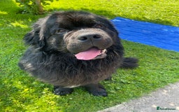 Newfoundland dogs for stud: Newfoundland stud  - Image 1