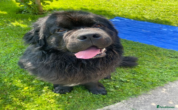 Newfoundland dogs - Advert 1