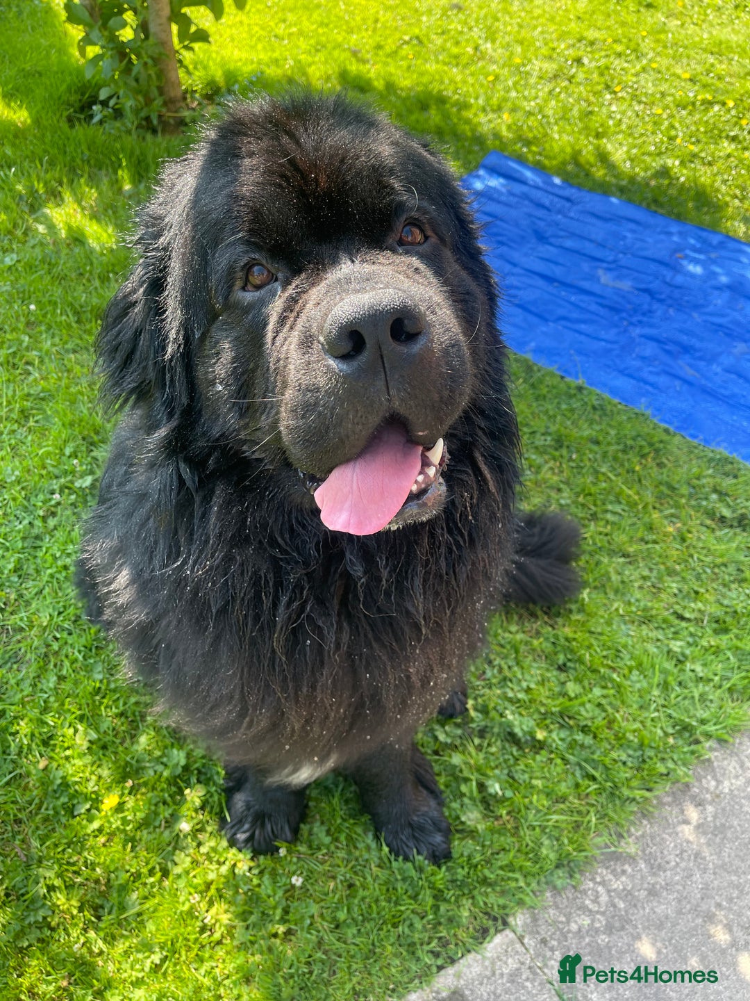 Newfoundland dogs for stud: Newfoundland stud  - Image 1