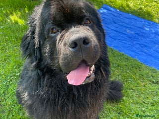 Newfoundland dogs - Advert 19
