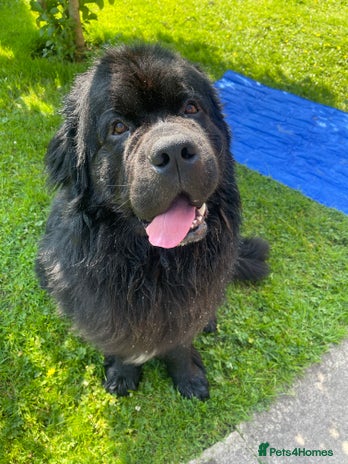 Newfoundland dogs Newfoundland stud - Advert 4