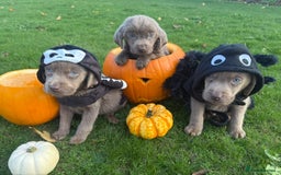Labrador Retriever dogs for sale: Stunning silver lab puppies  - Image 1