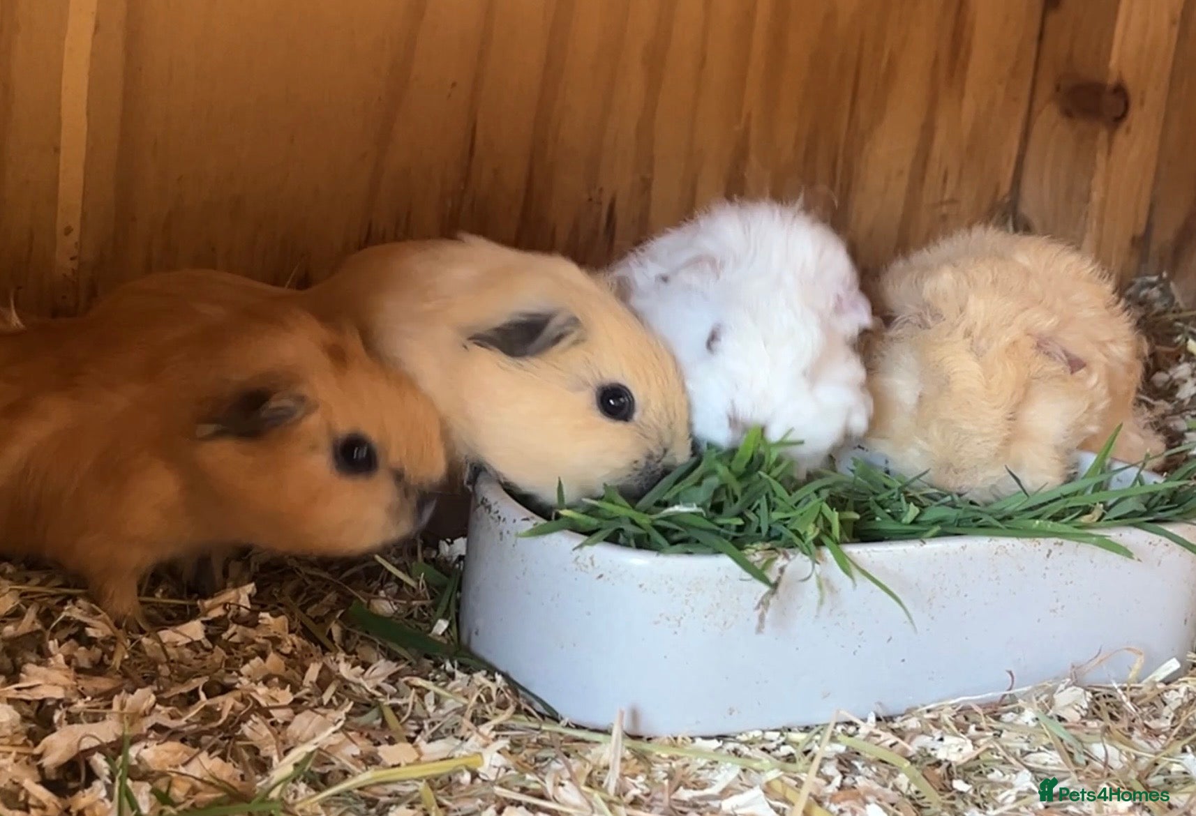 Guinea Pig rodents for sale: Lunkyra and Californian baby guinea pigs  - Advert 1