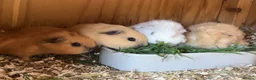 Guinea Pig rodents for sale: Lunkyra and Californian baby guinea pigs  - Advert 1