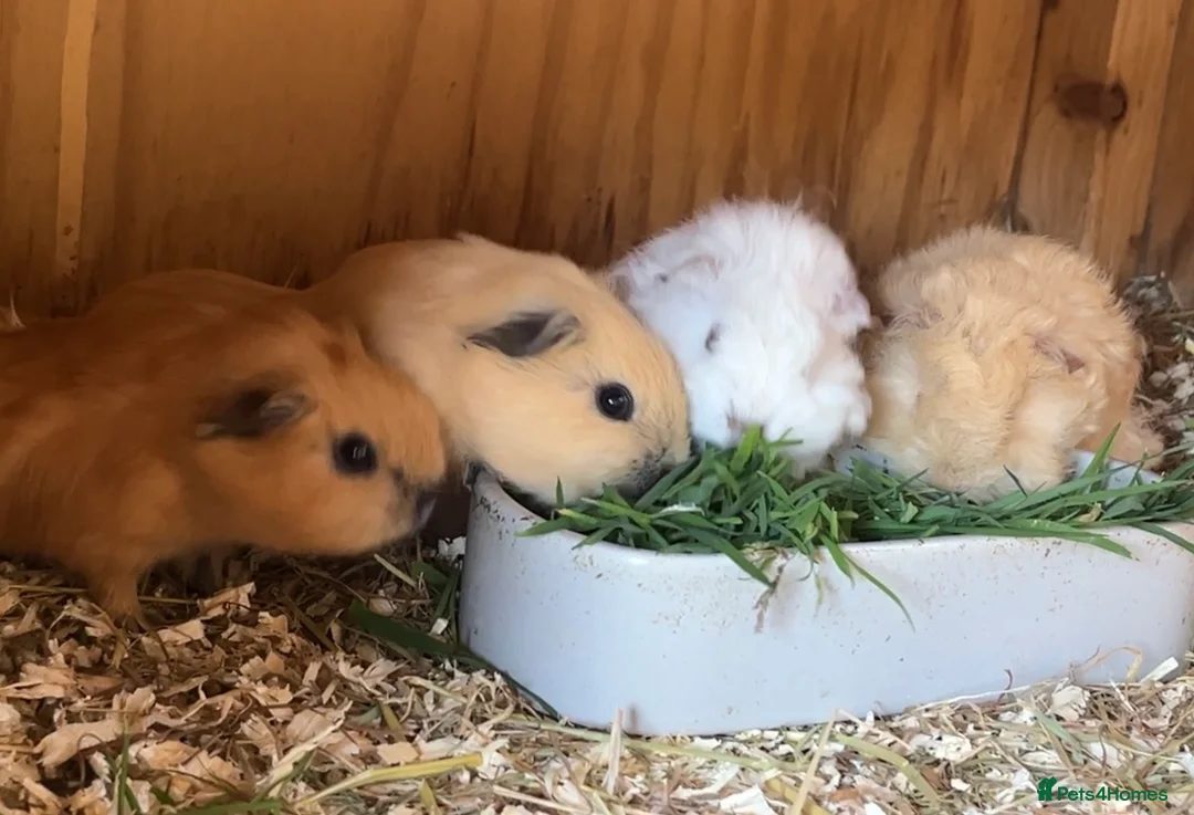 Guinea Pig rodents for sale: Lunkyra and Californian baby guinea pigs  - Advert 1