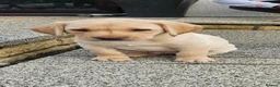 Labrador Retriever dogs for sale: Labrador Pups KC Reg Health Tested - Advert 10
