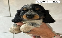 Cocker Spaniel dogs for sale: Kc, show cocker, dna, hips and eye tested parents  - Image 1
