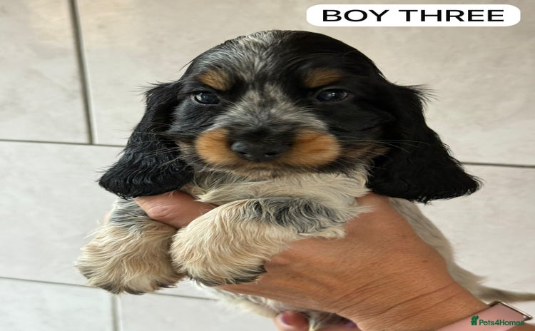 Cocker Spaniel dogs - Advert 1