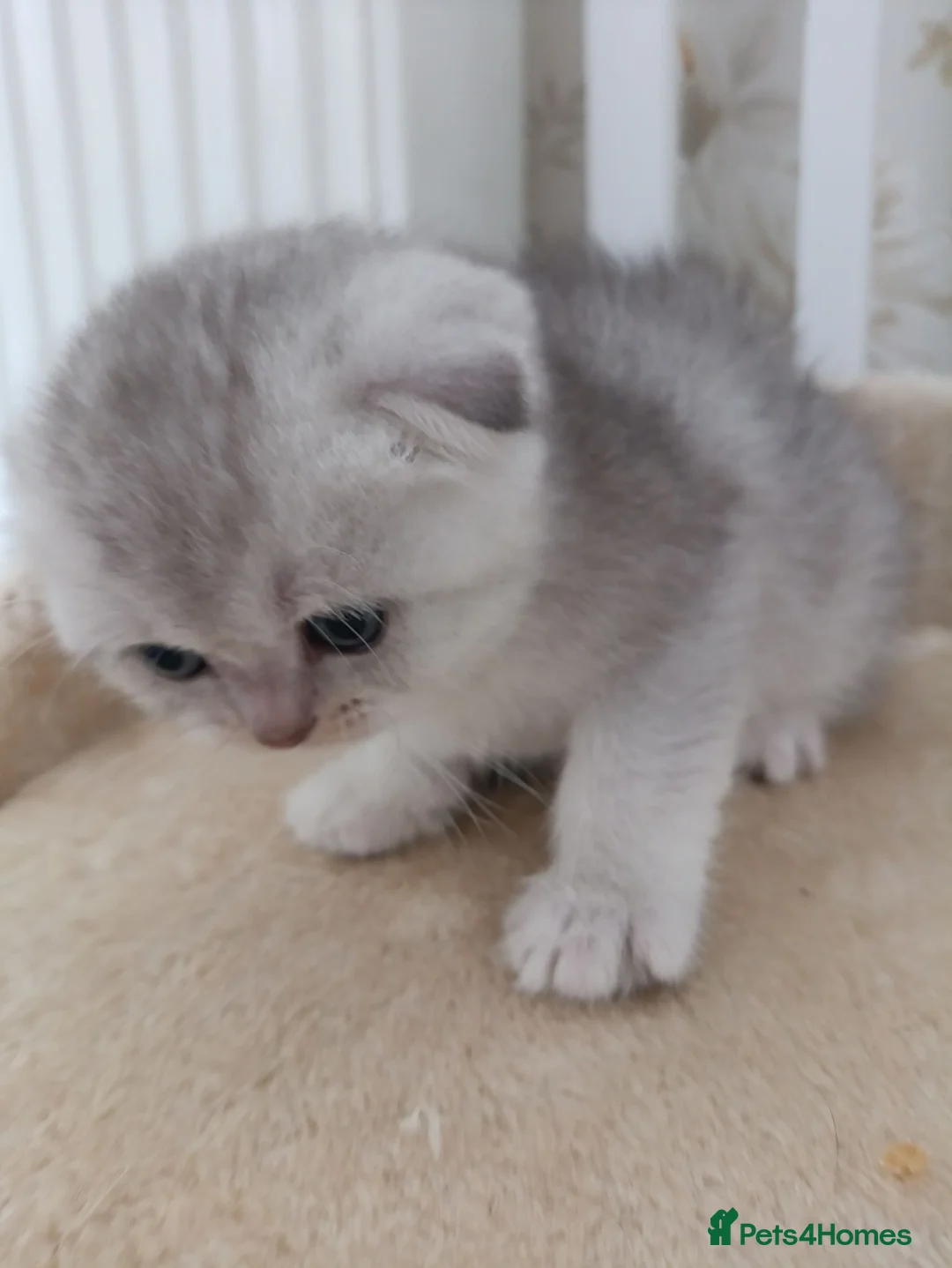 Scottish Fold cats for sale: Scottish fold girl  - Advert 2