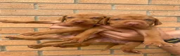 Hungarian Vizsla dogs for sale: EXCEPTIONAL HUNGARIAN VIZSLA PUPPIES in Sleaford - Advert 5