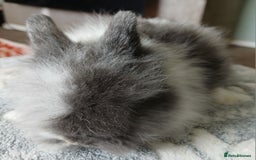 Lionhead rabbits for sale: Stunning DM Lionhead baby rabbits  - Image 10