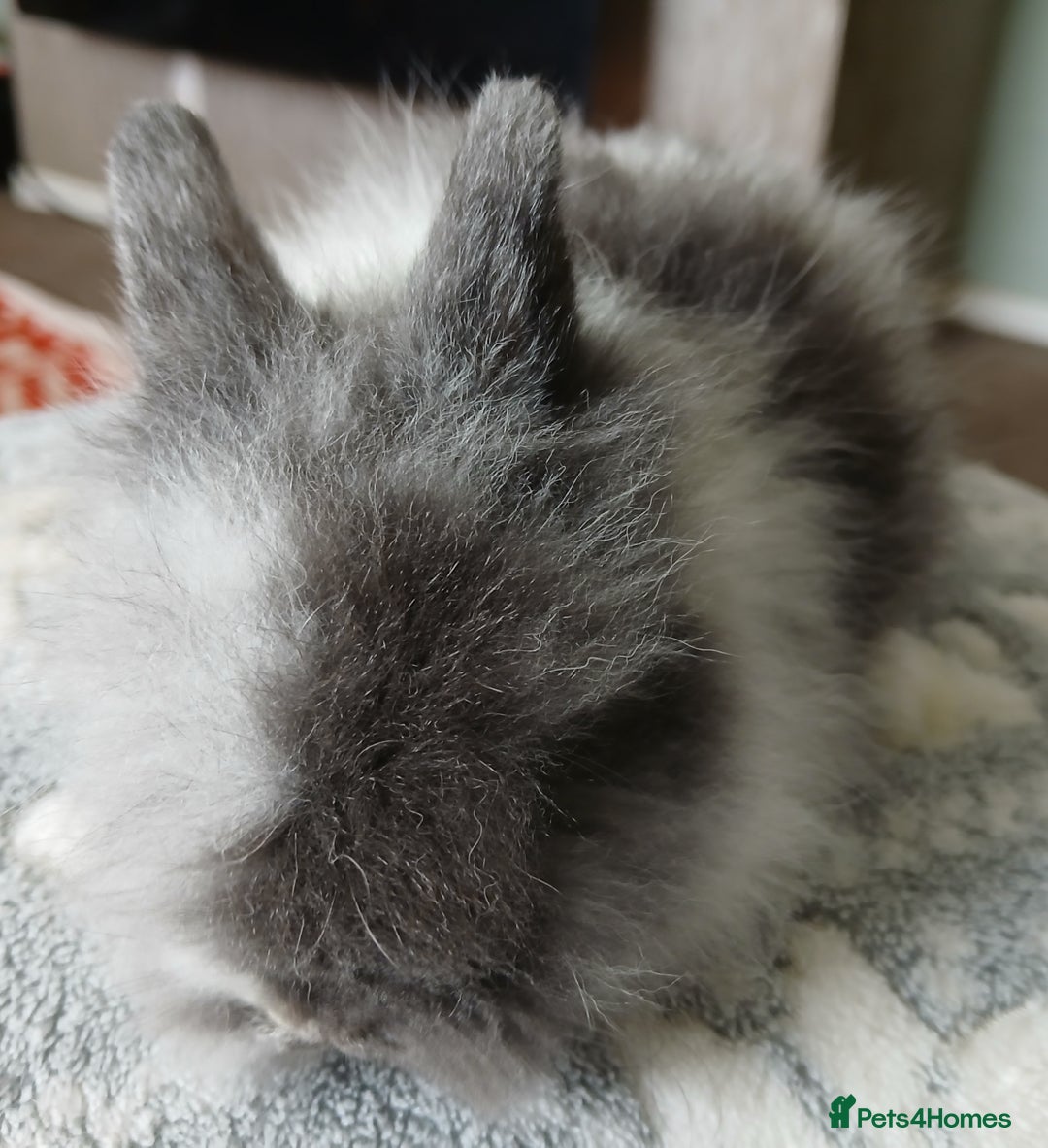 Lionhead rabbits for sale: Stunning DM Lionhead baby rabbits  - Image 10