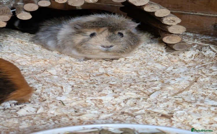 Guinea Pig rodents Gorgeous Female guinea pig  - Advert 1