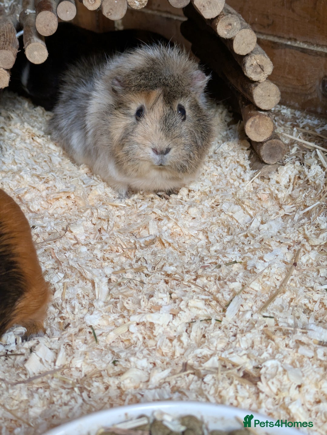 Guinea Pig rodents for sale: Gorgeous Female guinea pig  - Advert 1