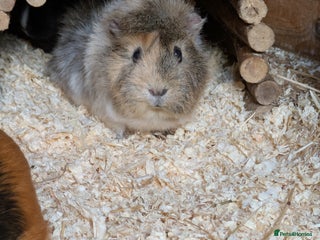 Guinea Pig rodents Gorgeous Female guinea pig - Advert 1