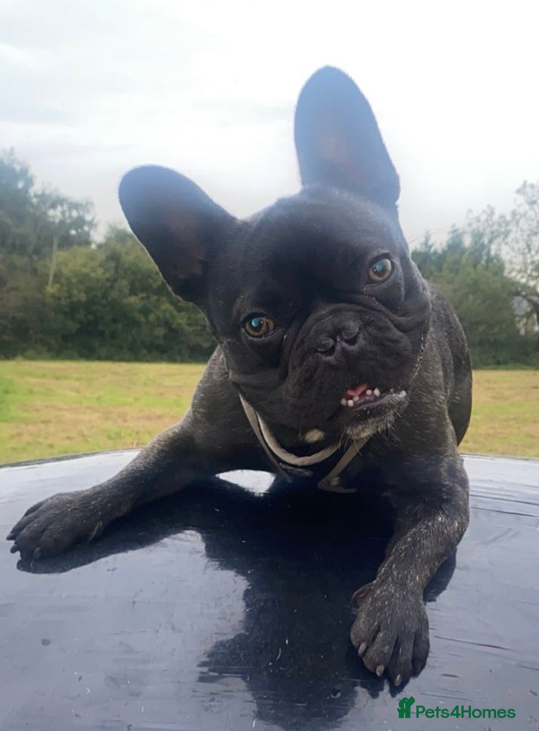 French Bulldog dogs for stud: 3-Year-Old French Bulldog Available for Stud  - Advert 1