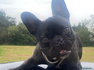 French Bulldog dogs 3-Year-Old French Bulldog Available for Stud - Advert 21