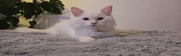 Ragdoll cats for sale: Flame Point Ragdoll Boy Last Available  - Advert 16