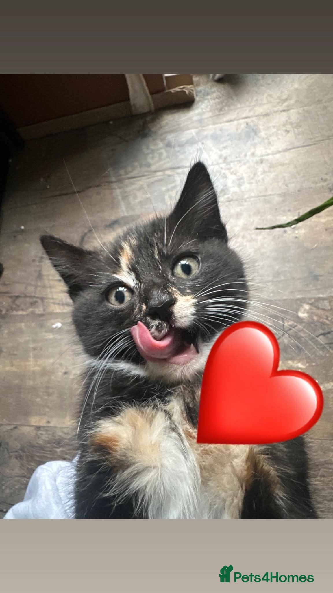 Mixed Breed cats 4 beautiful kittens for sale - Advert 16
