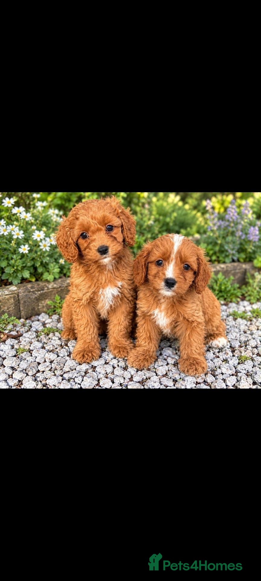 Cavapoo dogs Gorgeous Ruby Cavapoo Puppies  - Advert 1